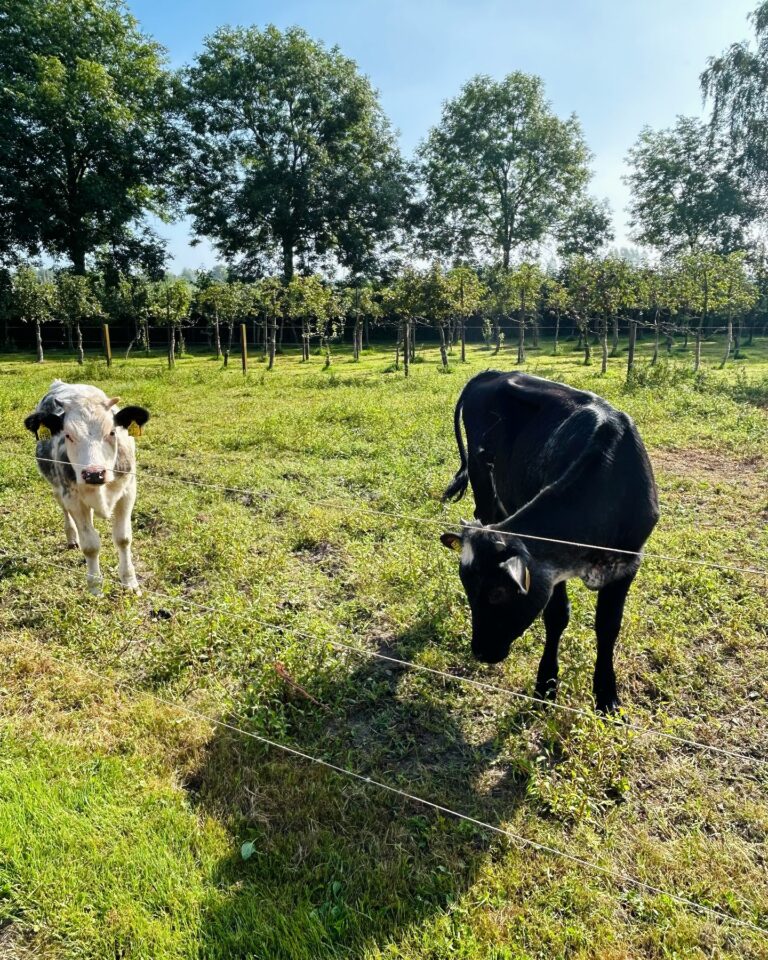 Instagram post from bijboerjos. This post is in position 9.